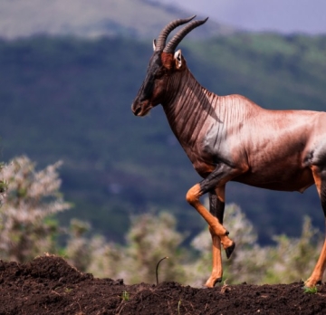 Exploring Kenya’s Hidden Gems: A 10-Day Safari to Ruma & Beyond