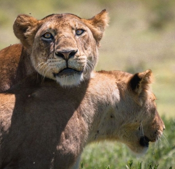 2-Day Tarangire & Ngorongoro Crater from Zanzibar