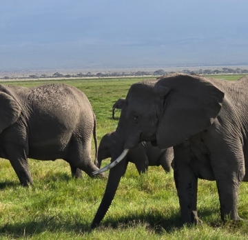 3 Days Nairobi to Amboseli National Park Adventure