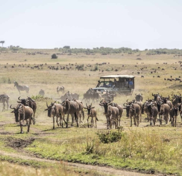 12-Day Safari: Nairobi, Aberdare, Samburu, Sweetwaters, Solio Ranch, Nakuru, Masai Mara, and Naivasha