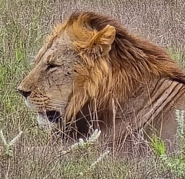 14-Day Tailored Safari Itinerary