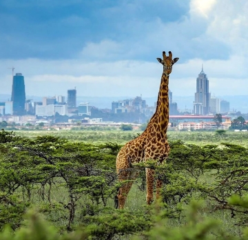 1 Day Nairobi National Park, David Shedrick's Centre and Carnivore: Nairobi’s Urban Wild Adventure: A Safari in the City